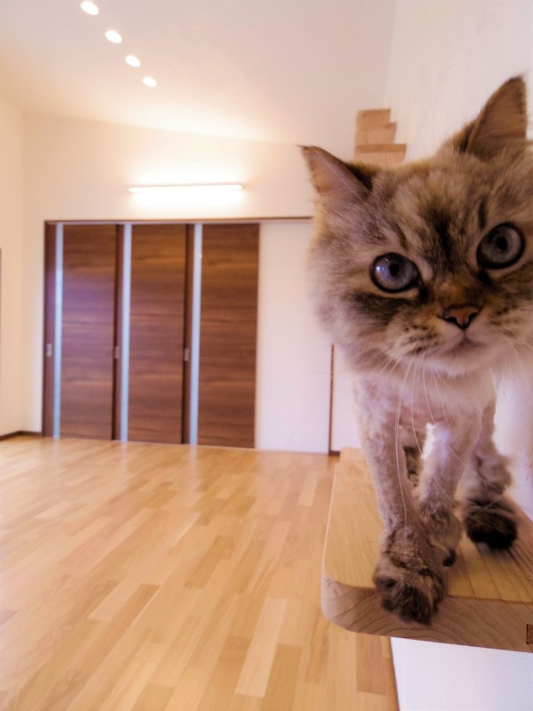 キャットウォーク